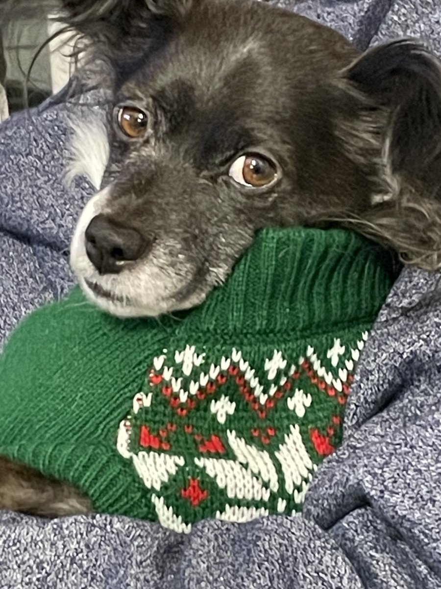 MomofOdieDexter's tweet photo. I’ll be fine here. dad guy snuggles and wearing mine ‘inside sweater’ are completely acceptable on a cold day.🥶
#CanadaCold
#dogs #dogsoftwitter #dogsofx https://t.co/jNvZVXMhFe