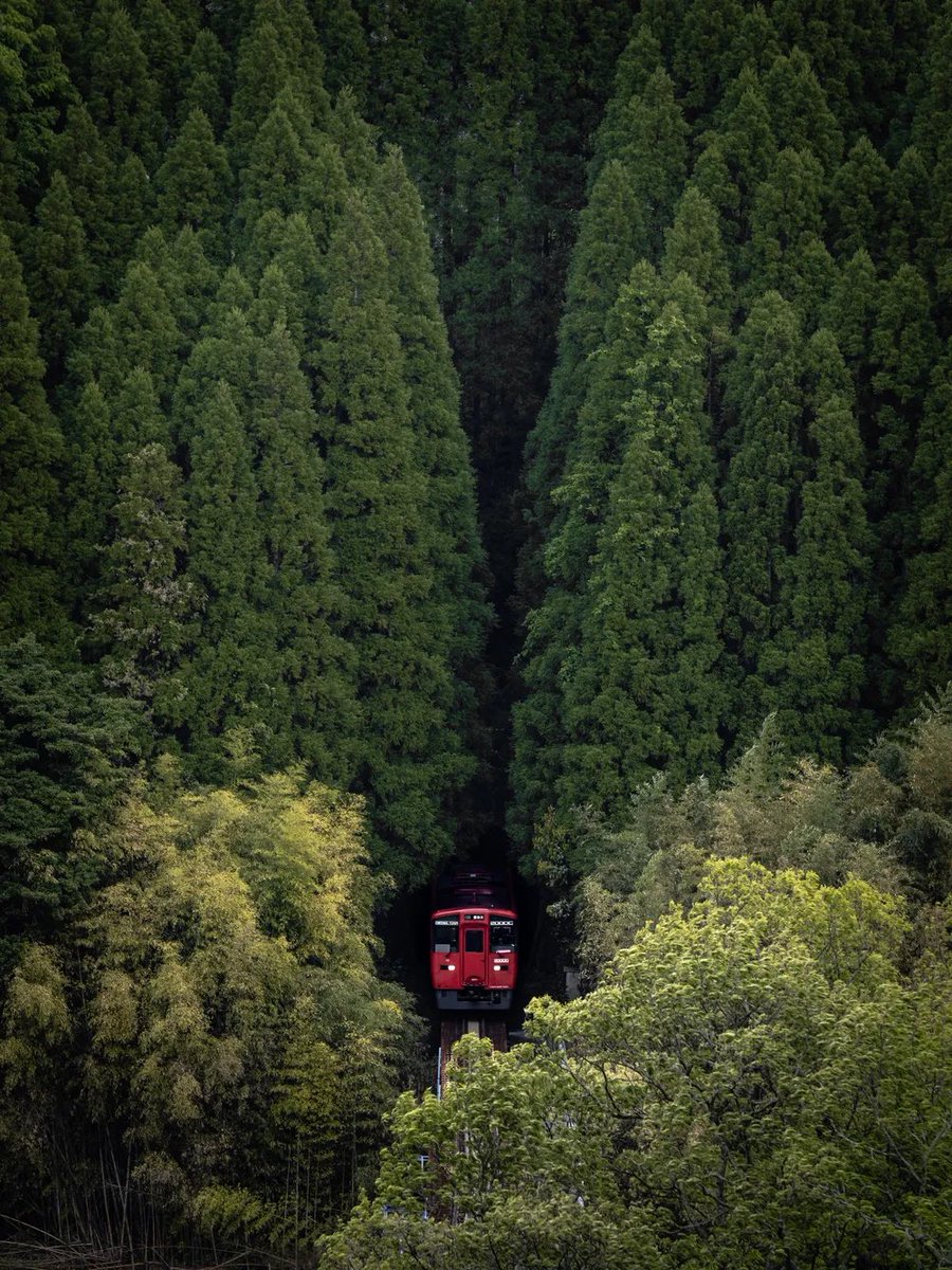 NFTographic's tweet photo. Perfect composition by @Hisa0808 does justice to the iconic subject matter. Japan dazzles in rich detail and colour in every one of these jaw-droppers. https://t.co/DL4nmksz9s &amp; https://t.co/2RtWMJfIUz #nftphotoreview #nftphotography #nftcollector #nft #nftcommunity https://t.co/6uU2biAWK8