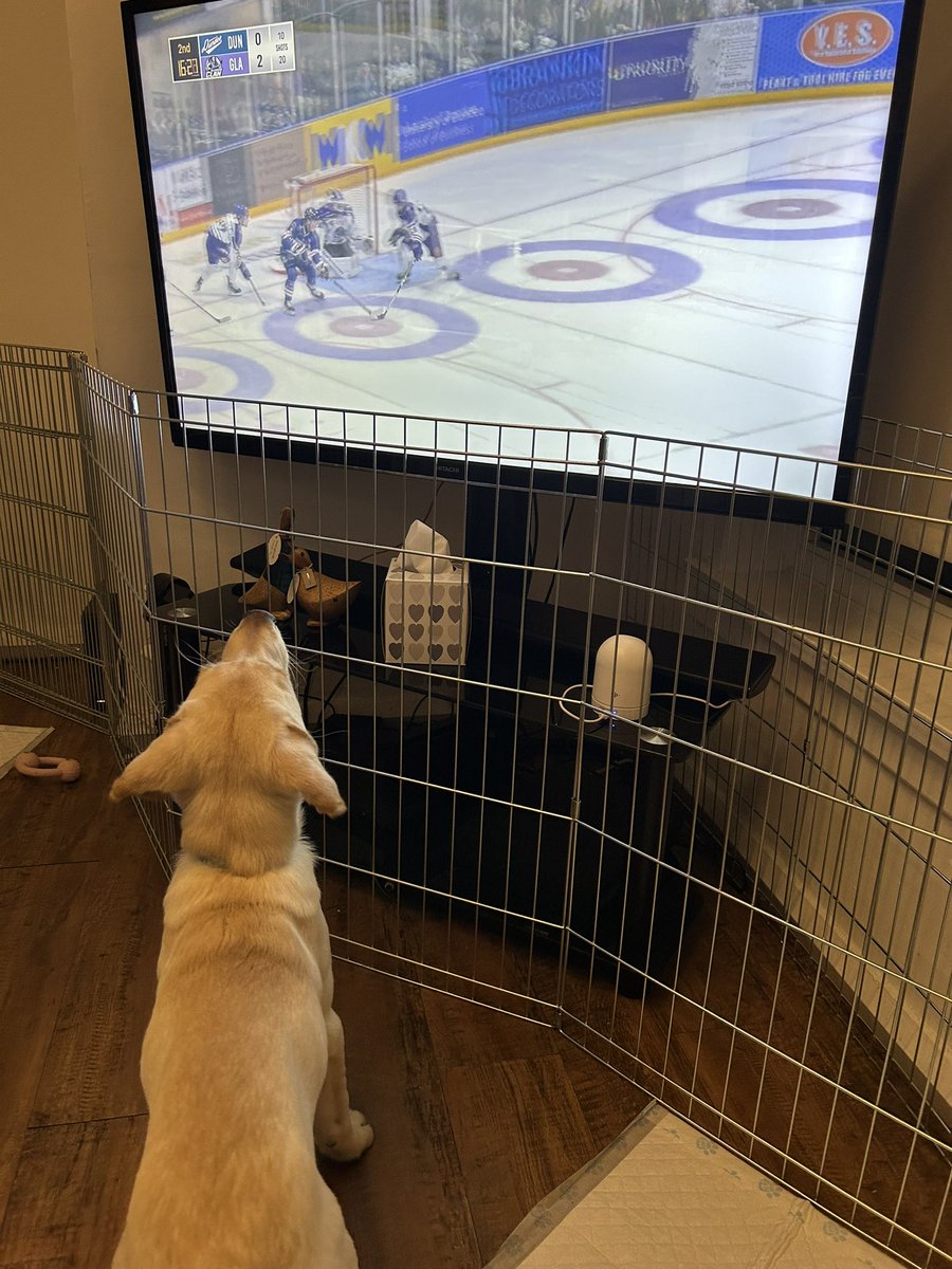 gillscott21's tweet photo. Shout out for puppy Stark watching the game with Lauren and Gill while Andrew is at work #dundeestarslive https://t.co/38oIOYlpDm