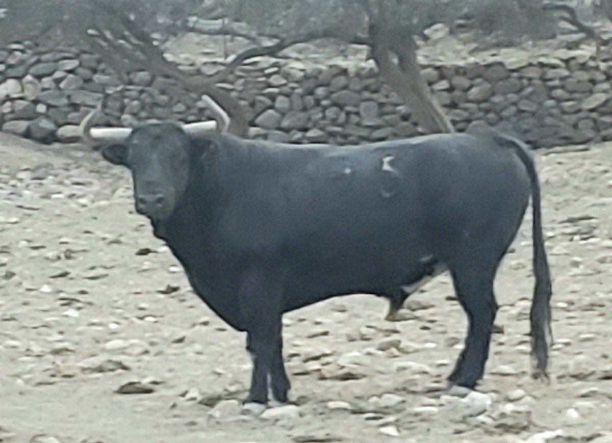 Semental 175 Puntero de Jaral ,  muy enjandillado .