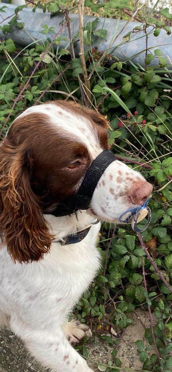 The_Animal_Team's tweet photo. Georgie is a brown/white male #ESS who went #missing on 5/1/24 from his garden in #Meldreth #Herts #SG8 area, #SouthEast. He was wearing a collar but had lost the tag, & is chipped. There have been no sightings of him locally. Owners link: https://t.co/qtvAT3IiOC DL: https://t.co/m3T6aefiol #MissingSpaniel #MissingDog #DogsOfTwitter