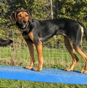millypod1's tweet photo. 🆘13 JAN 2024 #Lost NIKA #ScanMe #Tagged
YOUNG Black & Tan Hound Type Female
Frost Folly Country Park #Bracknell #RG12
Last seen in fields on Halo Farm heading towards Warfield Church
https://t.co/5HvHP3wDh7 https://t.co/gYvPADj69Z