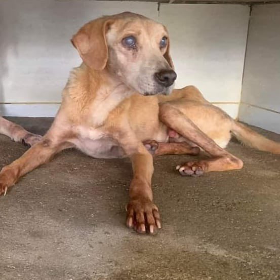 Olá, pessoAU.

Eu me chamo Nelson e sou um dos idosinhos aqui do Abrigo.

Estou precisando de 3 remedinhos. Um deles é o Hep Plus ou Hep Vet comprimidos, o outro é o Eritros Dog Tabs e o Mellis Vet 0.5mg comprimidos.

Alguém pode me ajudar doando um deles? 🙏