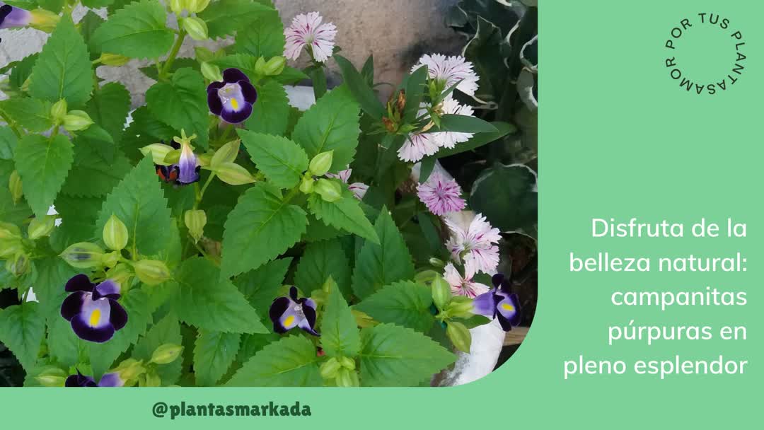 Damy2271's tweet photo. Si cuidas tu jardín con amor y dedicación así de verde tendrás sus hojas y sus flores estarán radiantes. #Naturaleza #Flores #Campanitas https://t.co/w8ptYeYioq