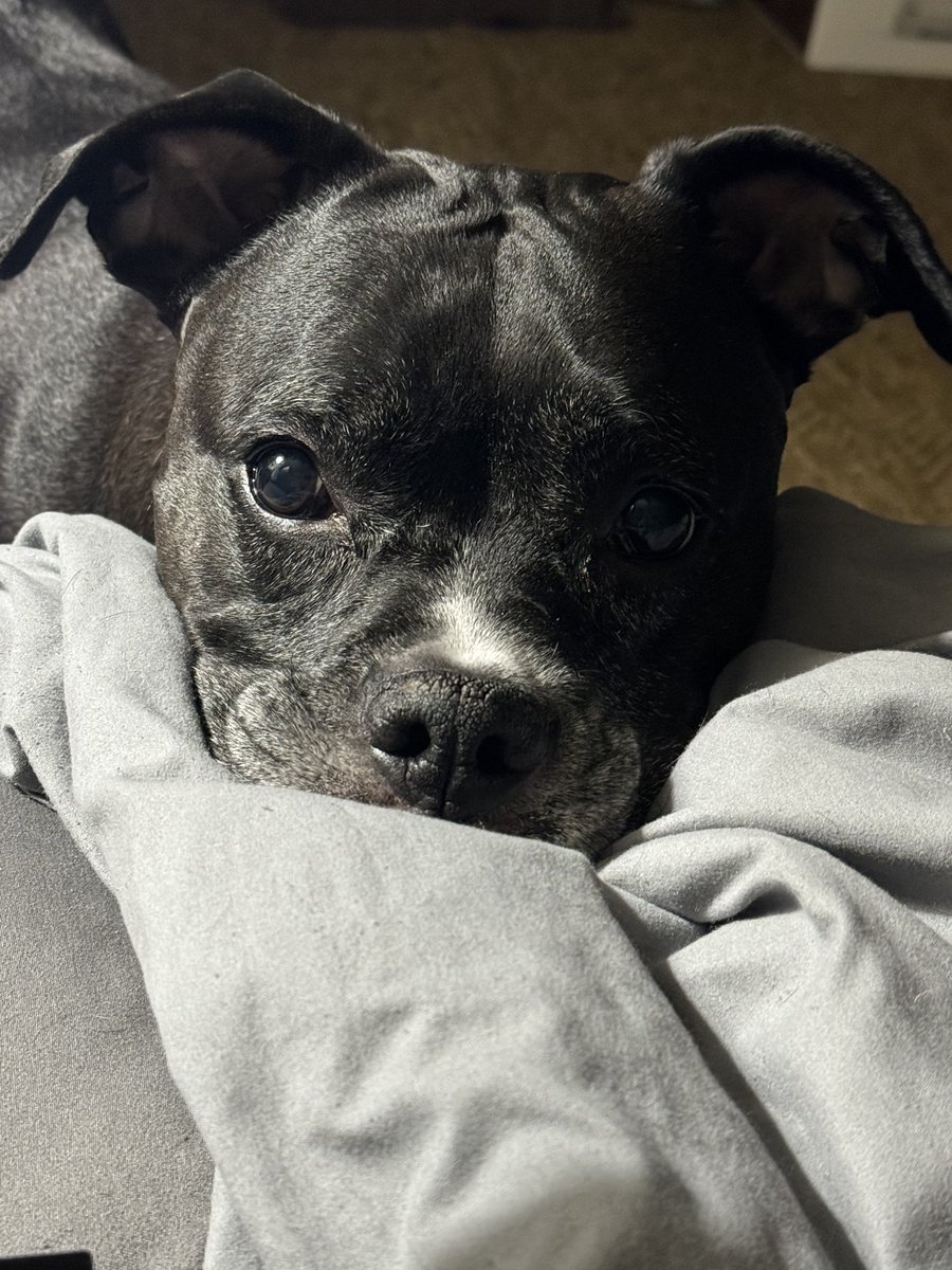 Daphy_Delight's tweet photo. @Se0kedInLuv Tallulah says thanks Auntie💜 https://t.co/z4TTl7AYgP