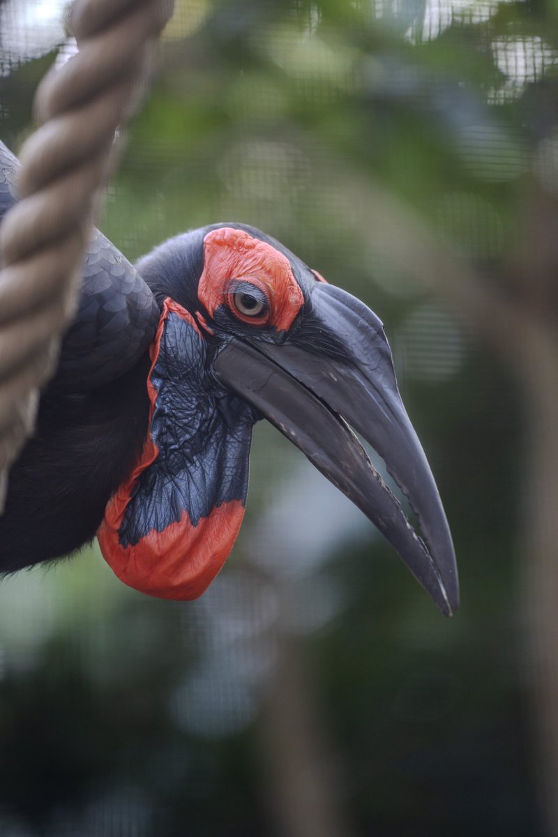 A southern ground hornbill’s throat sac has a variety of uses. It’s responsible for their signature “booming” call but is also inflated as a way to attract a mate.