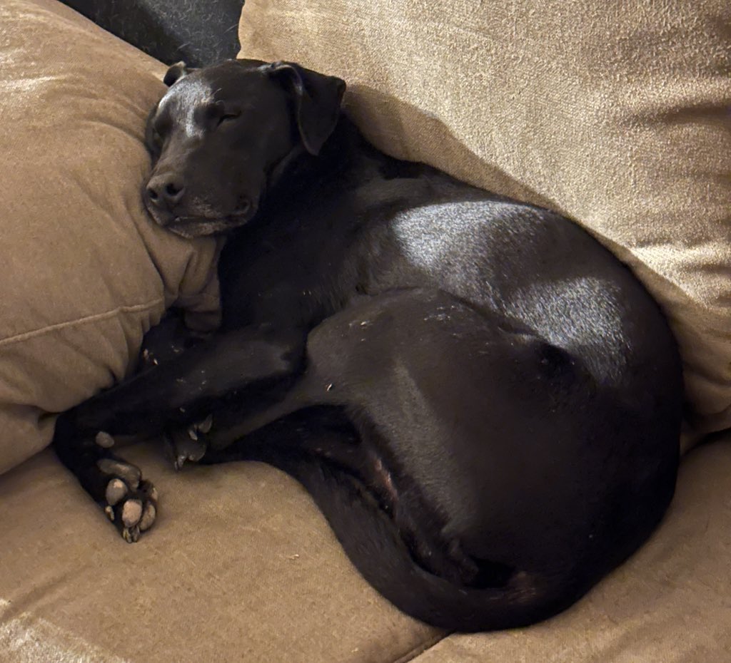 Went to a new vet today. It’s been discovered that Darth has a grade 2 heart murmur.

It’s nothing to be worried about at this stage but it could develop into something worse. It’s going to be a long year waiting to see if this progresses.