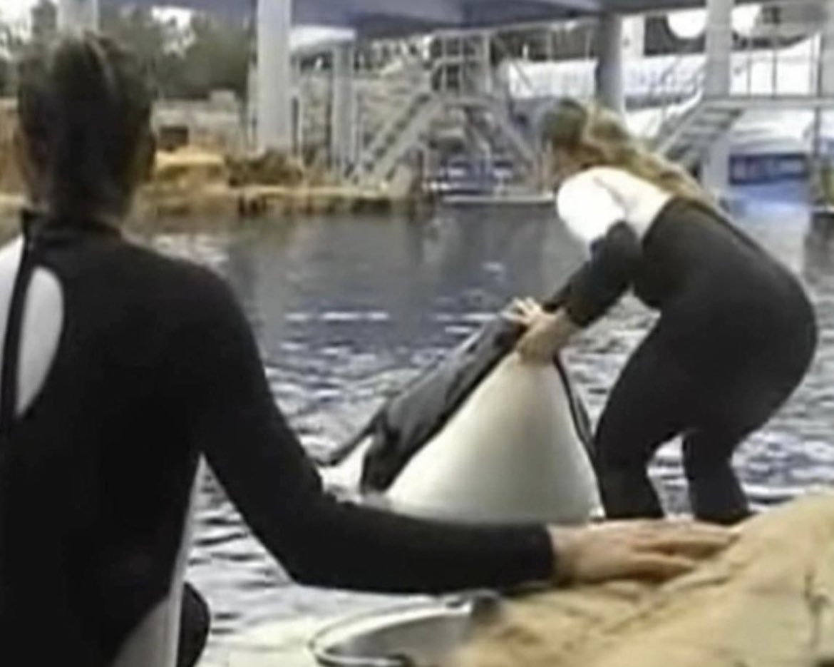 Mere seconds after this image was captured, SeaWorld trainer Dawn Brancheau was snatched into the jaws of the orca pictured and brutally killed. Her body was then thrashed about over the course of 45 minutes while the horrified crowd helplessly looked on.

The autopsy report said