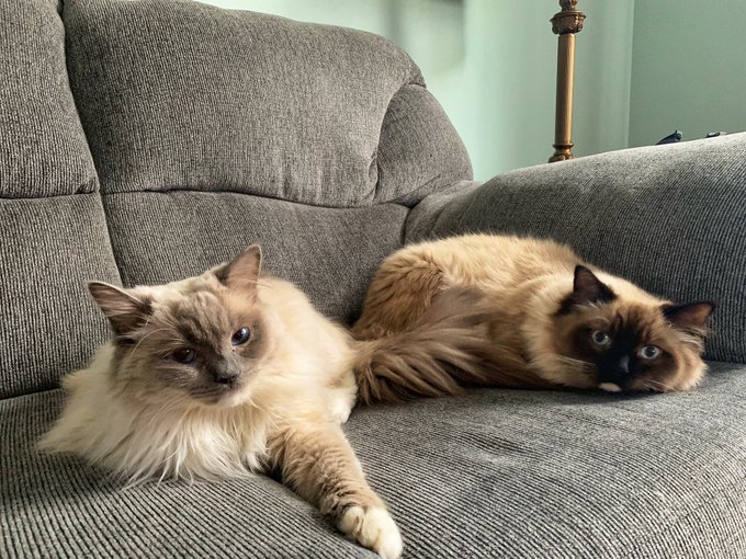 crip_zone's tweet photo. Stella is home for the weekend! They get along much better than last fall. LOL Happy Caturday!! #Caturday https://t.co/XQ1cDuueZS