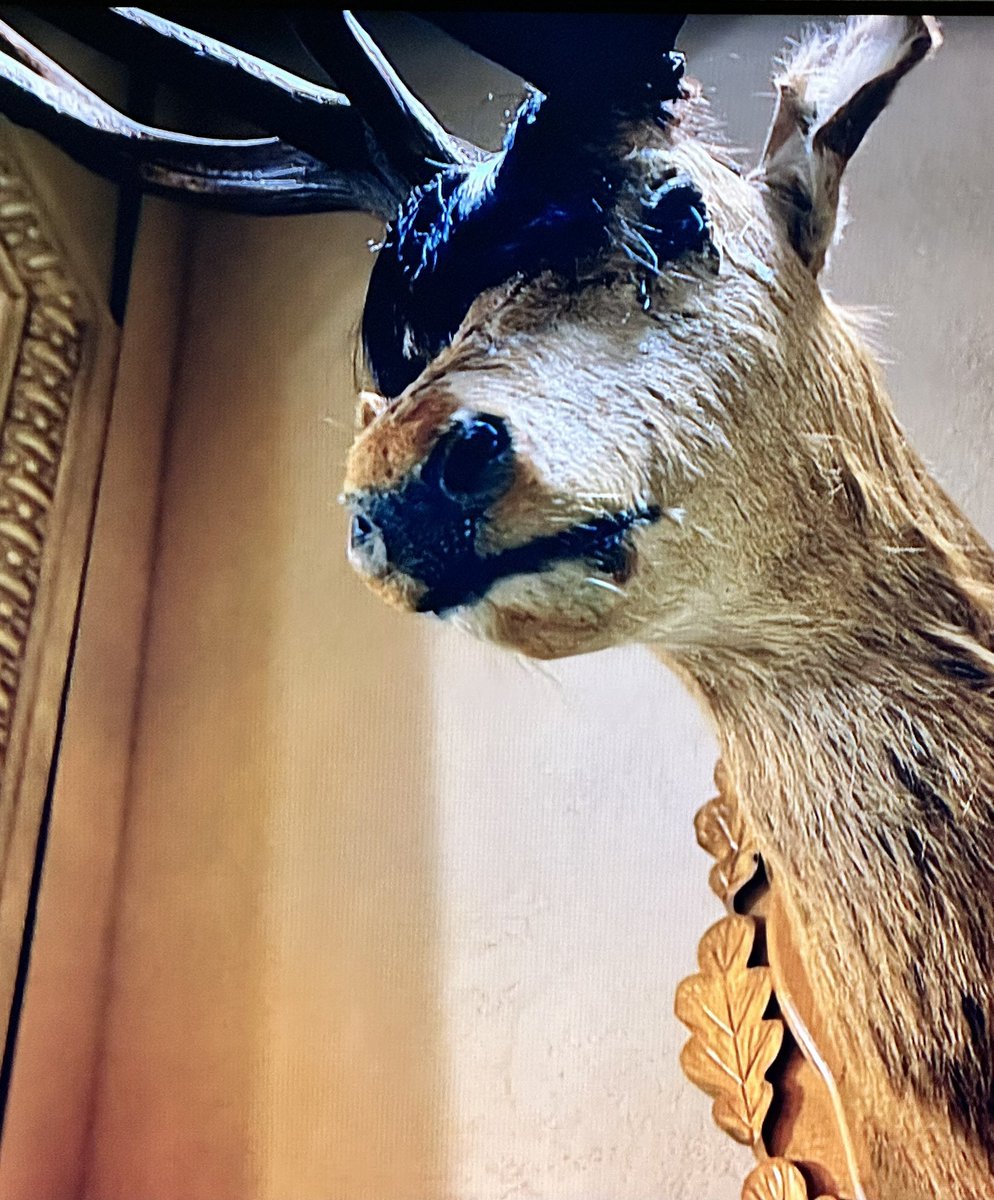 Jason_SW1's tweet photo. @EdGambleComedy Loving =uncloaked - Have you noticed the stuffed animal on the wall has adopted a Winklefringe?  I’m loving Clau-Deer Winkleman! https://t.co/LcfgsGItwq