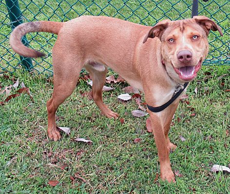 gtownpets's tweet photo. 🥶Forecast: Three Dog Night 

Do you have enough dogs?  

Come on down from 12:00-4:00, and adopt one as part of your emergency planning!🐶🐶🐶

110 WL Walden Drive, across from San Gabriel Park

#PrepareGTX https://t.co/tHwoTxo00F