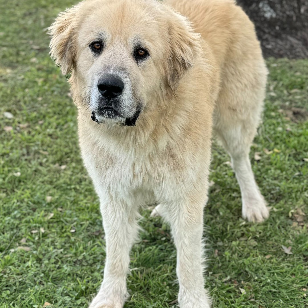 🥶Forecast: Three Dog Night 

Do you have enough dogs?  

Come on down from 12:00-4:00, and adopt one as part of your emergency planning!🐶🐶🐶

110 WL Walden Drive, across from San Gabriel Park

#PrepareGTX