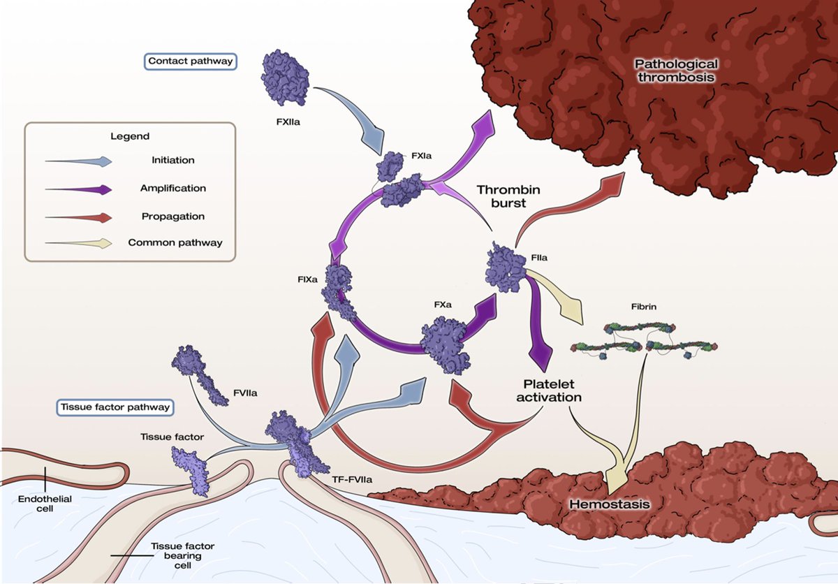 Factor XI (FXI) has recently emerged as a pivotal contributor to intraluminal thrombus formation and growth, playing a limited role in sealing vessel wall injuries. Nevertheless, the halt of the OCEANIC-AF trial has raised uncertainties about the future of this class. As…