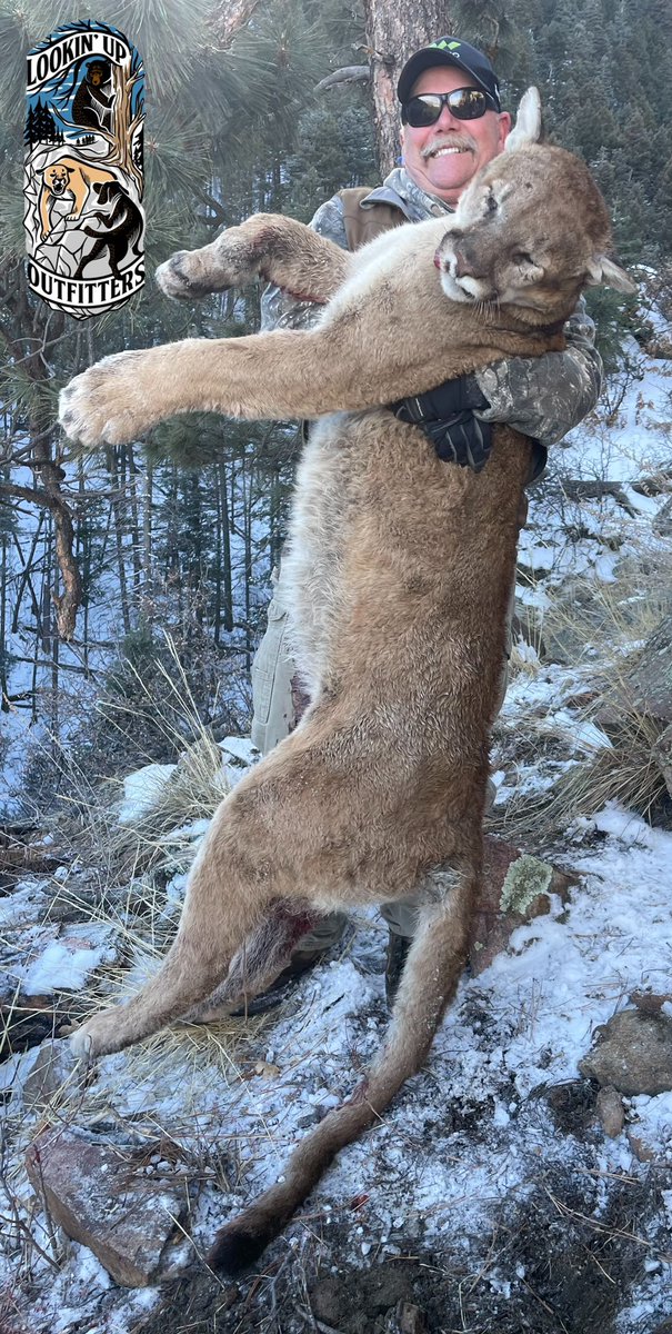Chad_Onek's tweet photo. Big Cat down in Colorado!! What an awesome hunt and experience! https://t.co/QC2VwzvDlB