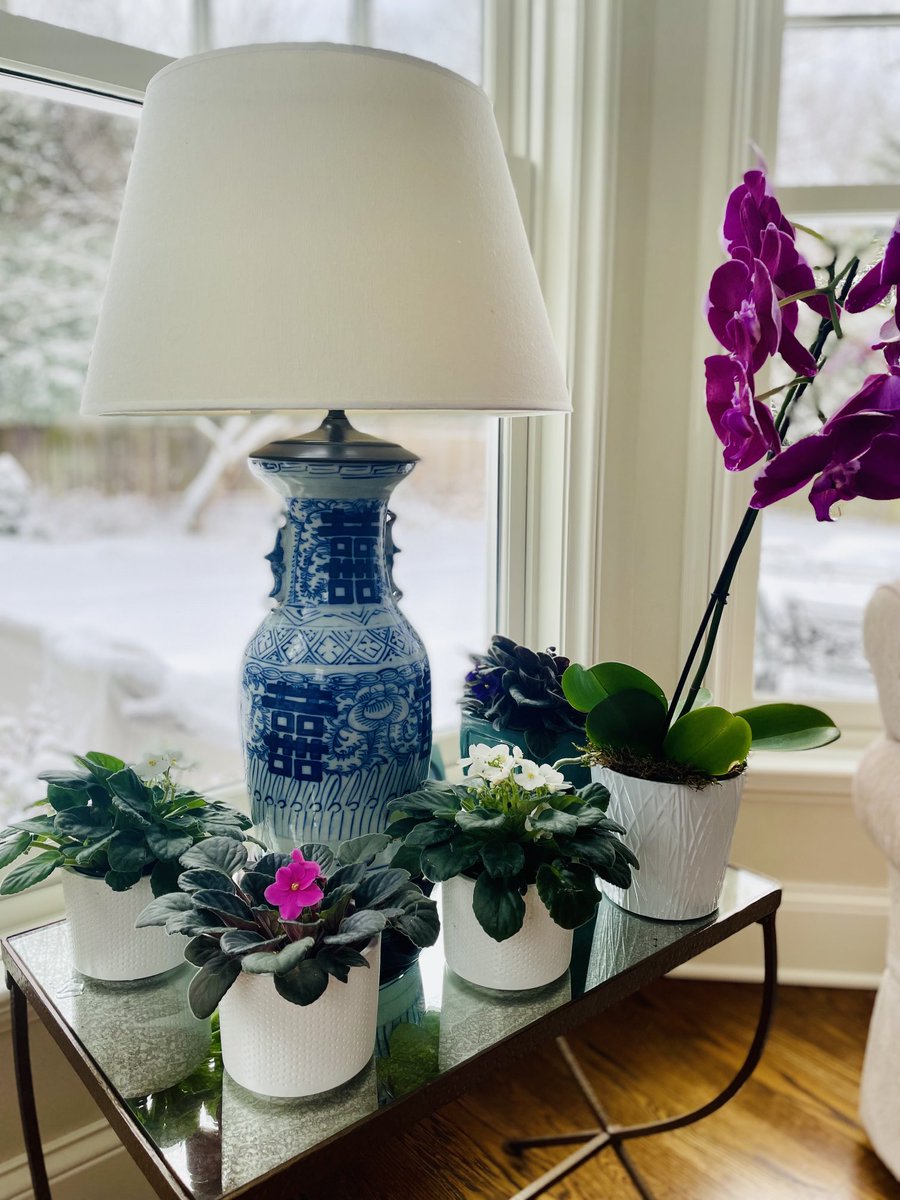 Some color against the snow #africanviolets #indoorgardening
