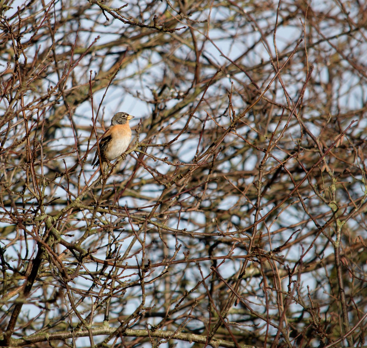 YorksLad5's tweet photo. Brambling this afternoon at Lower Cumberworth as highlighted earlier by @LaurenceR_write. Linnet(in abundance) &amp; a single Buzzard also seen. #TwitterNatureCommunity #TwitterNaturePhotography #birdphotography #birds #NaturePhotography https://t.co/0CIUpWmYil
