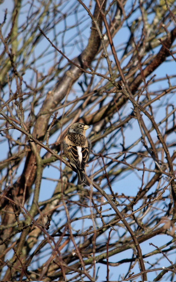 YorksLad5's tweet photo. Brambling this afternoon at Lower Cumberworth as highlighted earlier by @LaurenceR_write. Linnet(in abundance) &amp; a single Buzzard also seen. #TwitterNatureCommunity #TwitterNaturePhotography #birdphotography #birds #NaturePhotography https://t.co/0CIUpWmYil