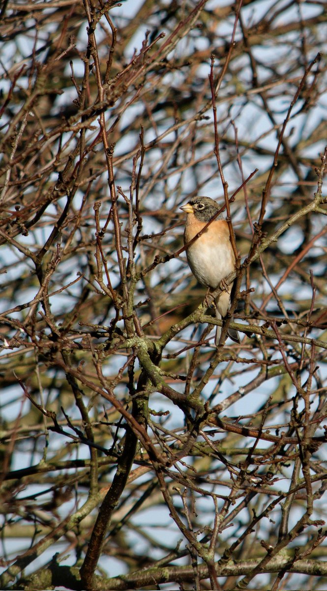 YorksLad5's tweet photo. Brambling this afternoon at Lower Cumberworth as highlighted earlier by @LaurenceR_write. Linnet(in abundance) &amp; a single Buzzard also seen. #TwitterNatureCommunity #TwitterNaturePhotography #birdphotography #birds #NaturePhotography https://t.co/0CIUpWmYil