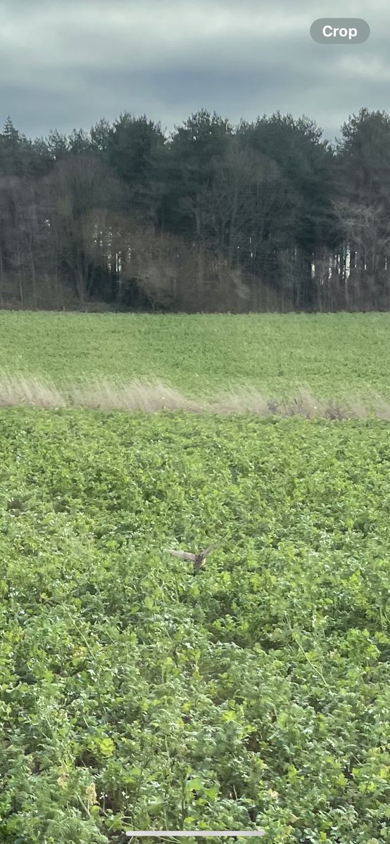 Henry Catling tweet media