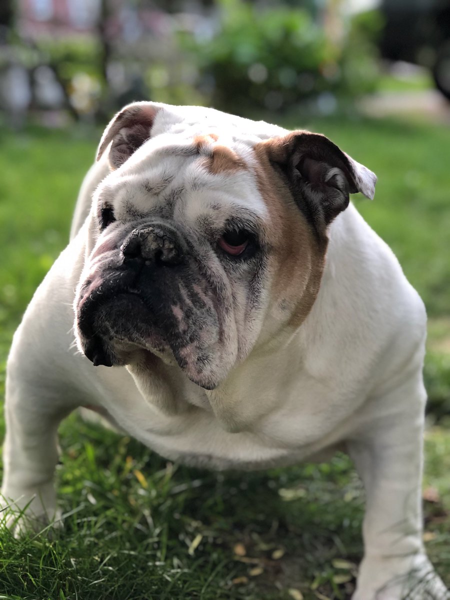 There is NO doubt we gave Gertie EVERYTHING in this World she Ever wanted… The Queen of All Bulldogs ALWAYS gave us Everything we Needed… Love, Gertie’s Family 🌈🍩🐾🐶🐾 #gertiethebulldog #gertiegotdonuts #queenofallbulldogs #love #beautiful #bulldog #dogsoftwitter #dogs #dog