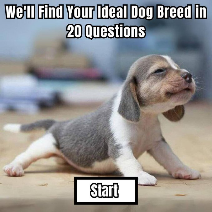 smilesmiley13's tweet photo. Absolutely! Go ahead and ask your questions, and I'll do my best to assist in revealing your soul dog based on your responses. https://t.co/kwRjc6sR9b