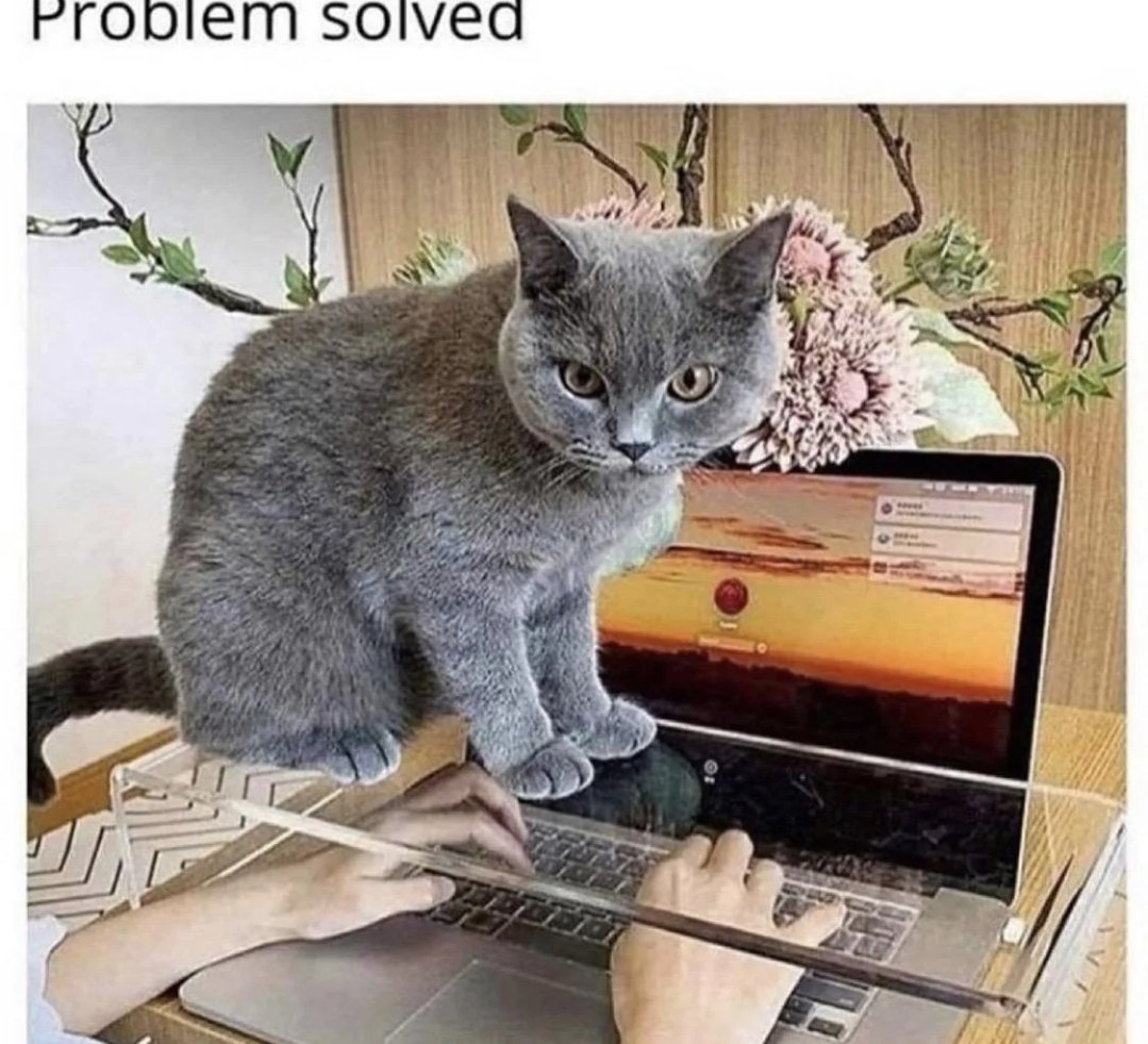 Cat overload (@catoverloadd) / Posts / X