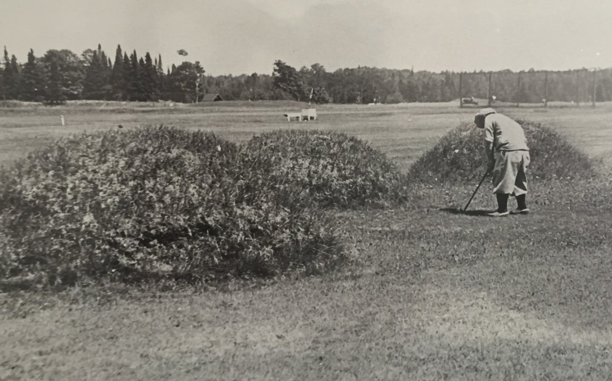 Hickories and Links tweet media