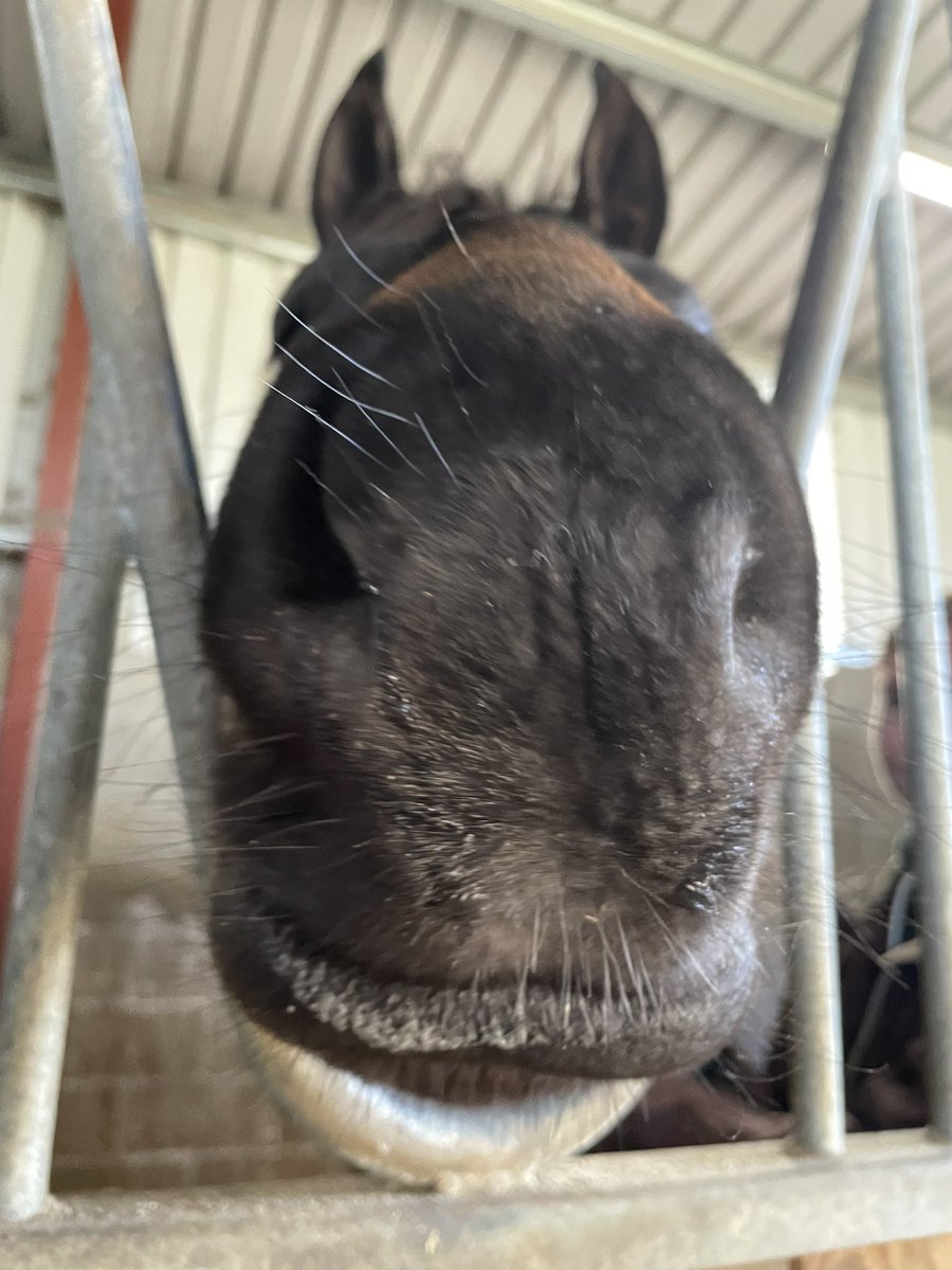 amobrien28's tweet photo. @Mohawkavich @Yoda4ever That’s all we need. The great escape for Bennie and or the donkeys https://t.co/pSdK5FvjuQ