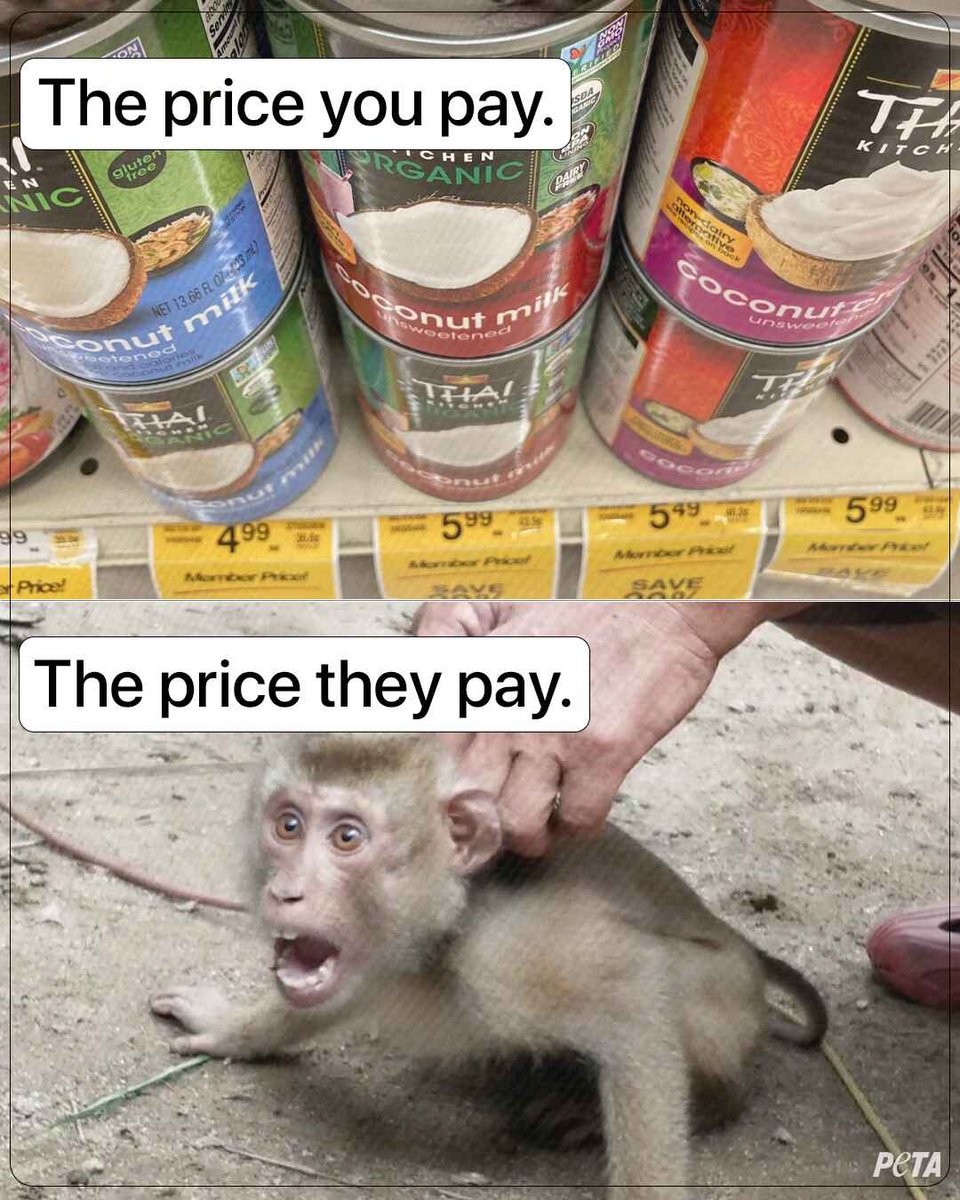 Wondering what the true cost of coconut milk is? For the monkeys forced to pick it, it’s their life.