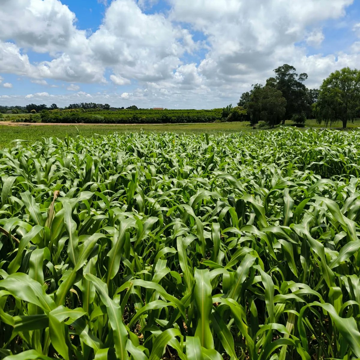 agriduy's tweet photo. ✍️ Evaluación de cultivares de sorgo, producción de forraje y aptitud para grano y silo.

🚨 El monitoreo es clave en la prevención de daños causados por pulgón amarillo 🚨 A no descuidarse!!

Gracias @gentos_uy por confiar en nuestro trabajo. 

#agriduy
#validaciones 
#sorgo https://t.co/tuNzQlmejK