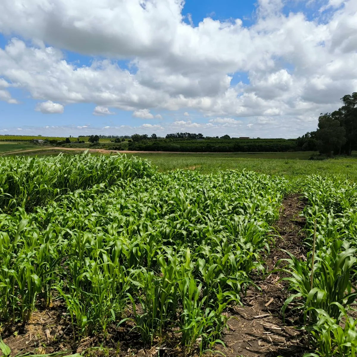 agriduy's tweet photo. ✍️ Evaluación de cultivares de sorgo, producción de forraje y aptitud para grano y silo.

🚨 El monitoreo es clave en la prevención de daños causados por pulgón amarillo 🚨 A no descuidarse!!

Gracias @gentos_uy por confiar en nuestro trabajo. 

#agriduy
#validaciones 
#sorgo https://t.co/tuNzQlmejK