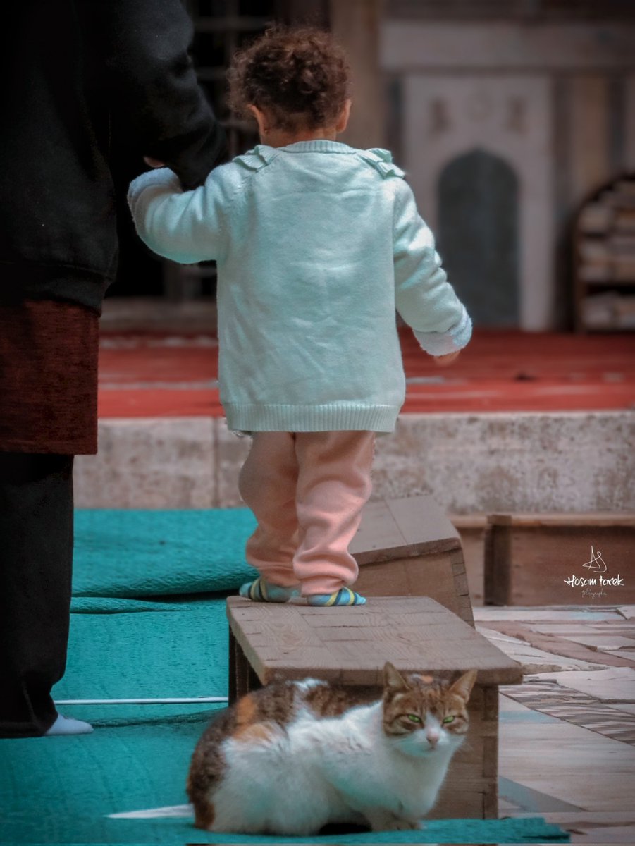 HoSam_361's tweet photo. قطتين 💗✨️ https://t.co/UHHgAVOTlS