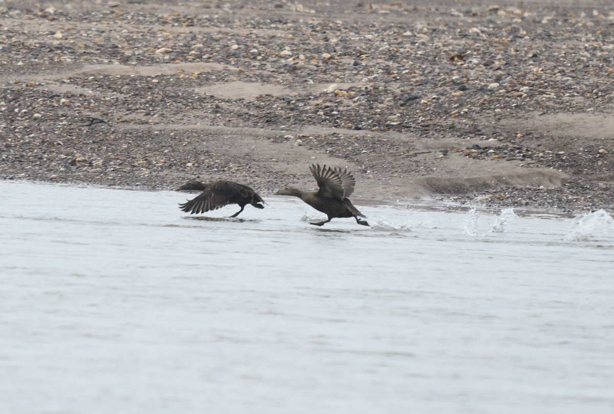 JoKingDevon's tweet photo. Pleased to catch up with 3 #EiderDucks a little way off #DawlishWarren beach today #Devon @WarrenBirding https://t.co/klsiRbcP4W