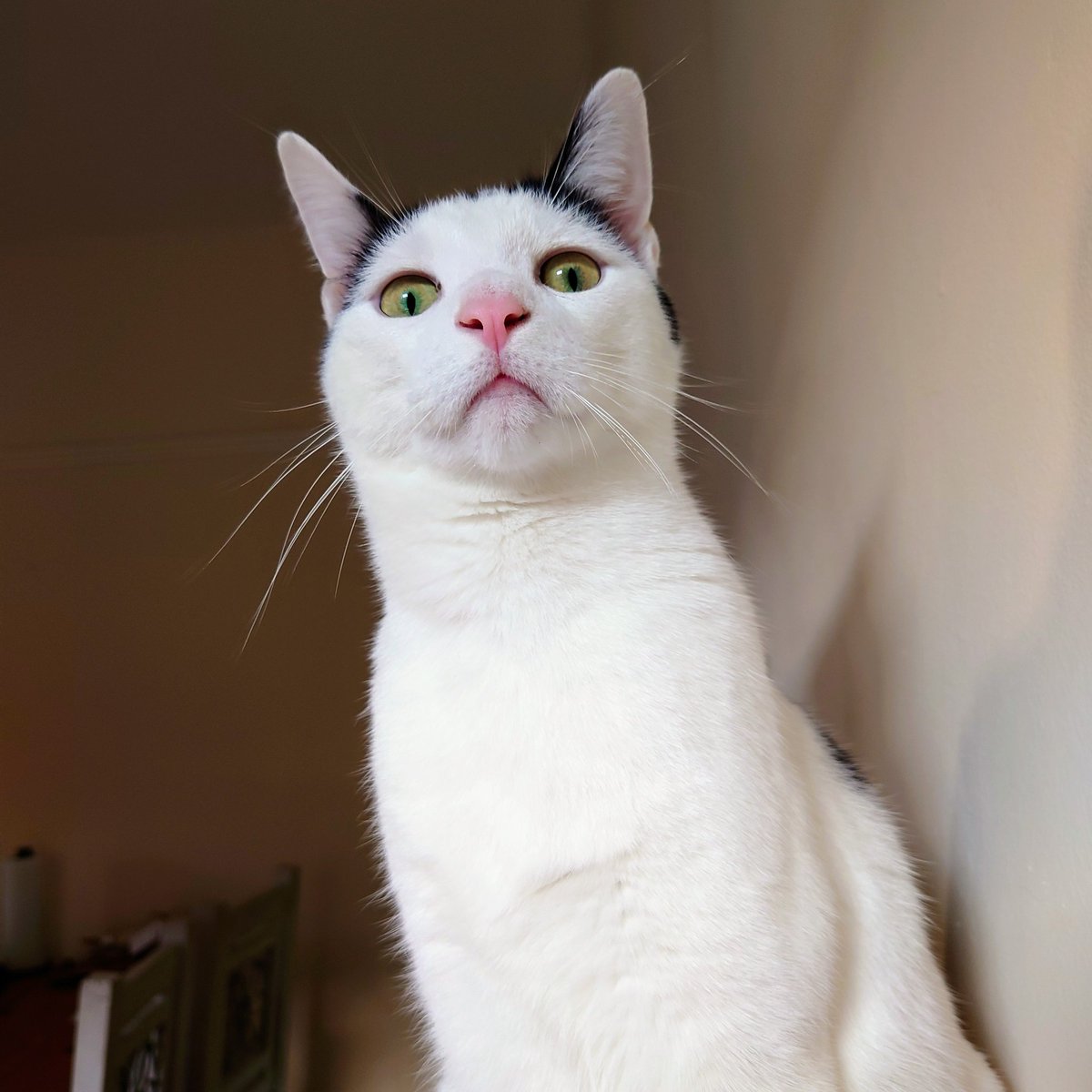 NatalieKelda's tweet photo. Help me caption this 😂

I'm thinking "worship me or thou shall perish!" https://t.co/MREqpQWTVD