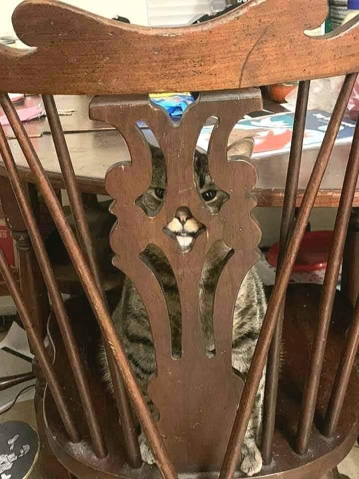 StevenBayShore's tweet image. Have no fear!
FredWatch agents are in constant surveillance of flatulent copper-loving evildoer @FredBrooklynOG 
#AlwaysWatching