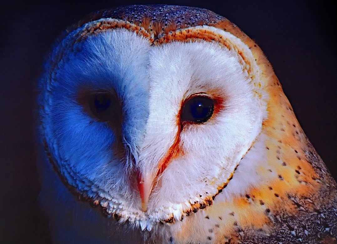 arealmofwonder's tweet photo. The Irish word for a barn owl is 'Scréachóg Reilige': the screecher of the graveyard. https://t.co/L3iKyC7NPs