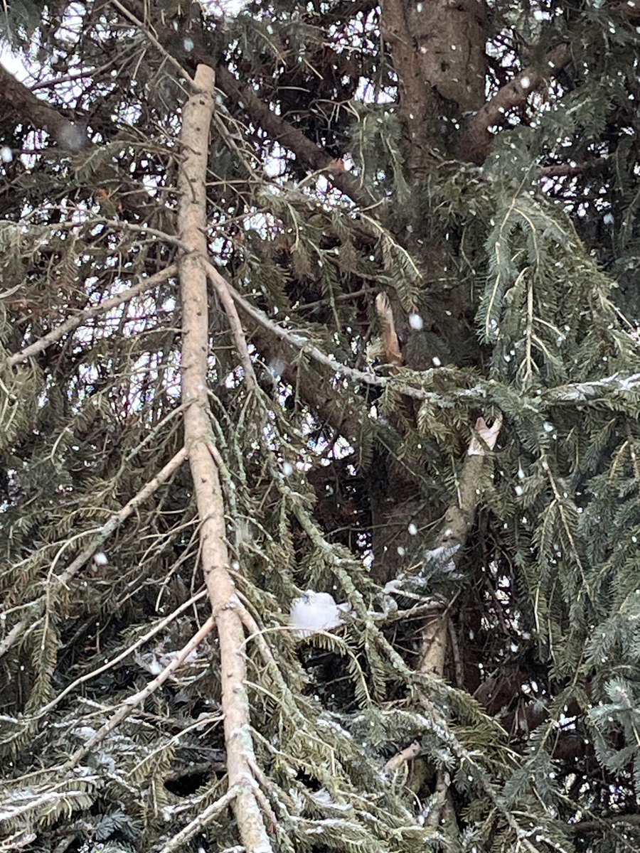 wdbishop94's tweet photo. Stay safe out there.  We have several large tree branches down on our property in Kitchener.  #ONStorm https://t.co/BGByY6QUQ1