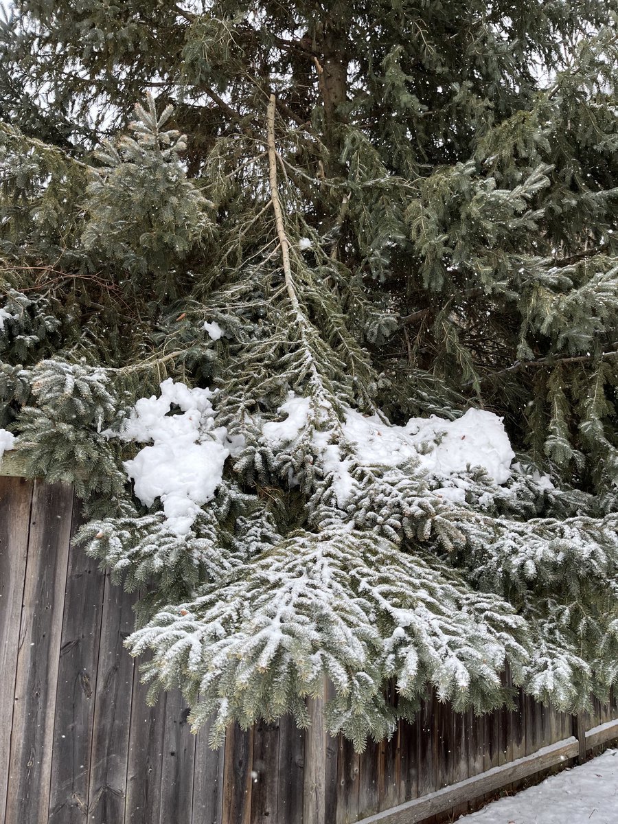 wdbishop94's tweet photo. Stay safe out there.  We have several large tree branches down on our property in Kitchener.  #ONStorm https://t.co/BGByY6QUQ1