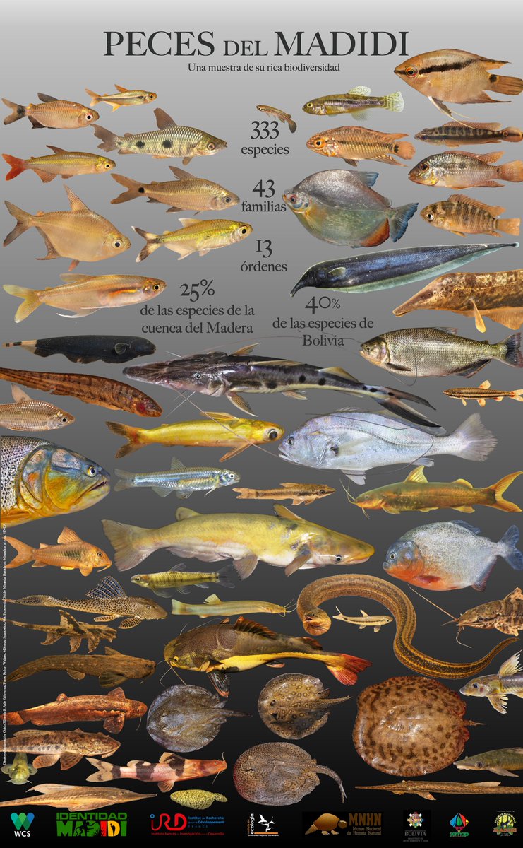 madidijungle's tweet photo. ¡El número de especies de #Peces registrado en el #ParqueNacionalMadidi, Bolivia, se ha duplicado, hasta alcanzar la asombrosa cifra de 333 especies! 

Fuente: Identidad Madidi https://t.co/qwodIn9eC2