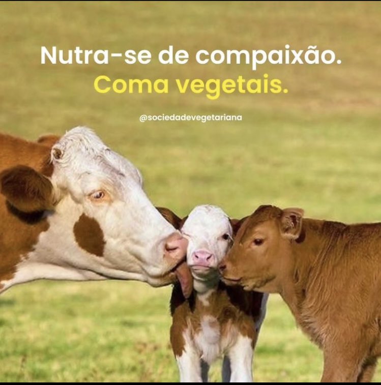 vegan_thay's tweet photo. #govegan #sejavegano https://t.co/m6BG7QdTWV
