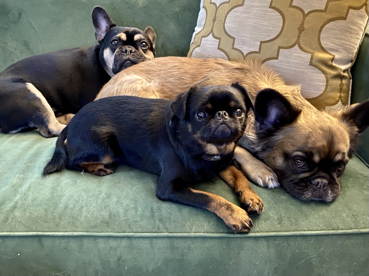 How we plan to spend National French Bulldog Day #nationalfrenchbulldogday #frenchbulldogday #frenchbulldog #frenchie