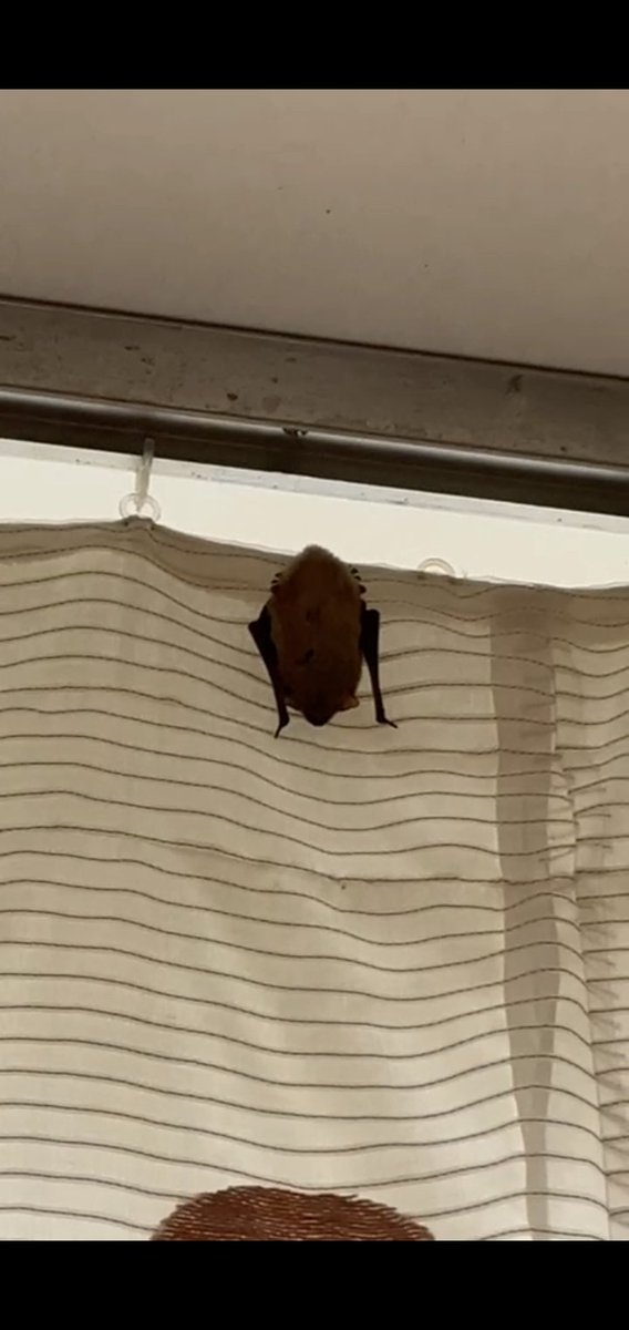Почему у меня летучая мышь на шторе