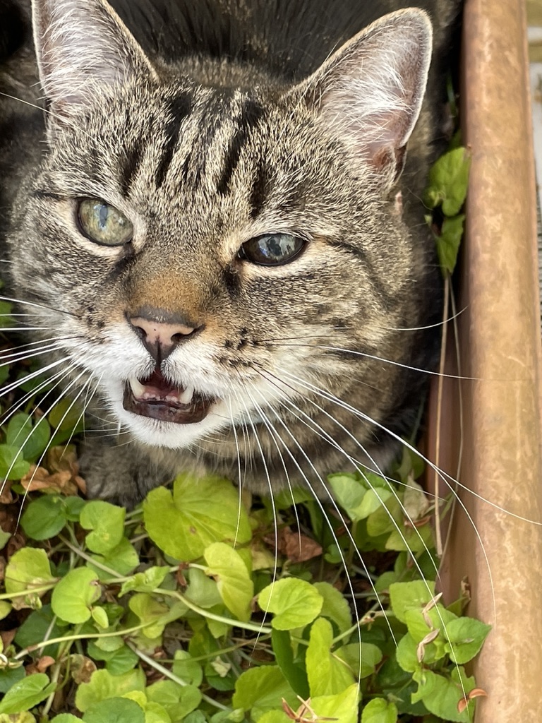 Big Silver Tabby tweet media