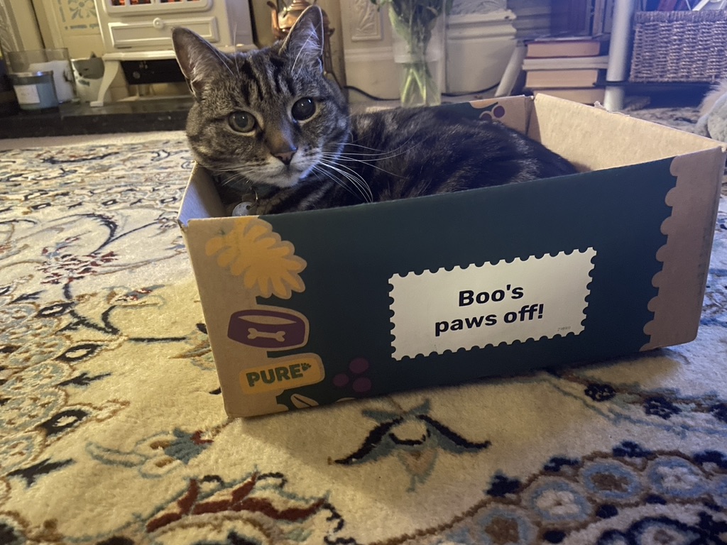 Big Silver Tabby tweet media