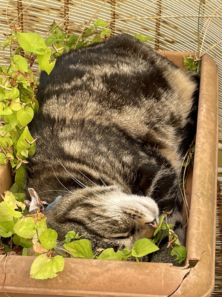 Big Silver Tabby tweet media