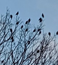 Mark O'Connell tweet media