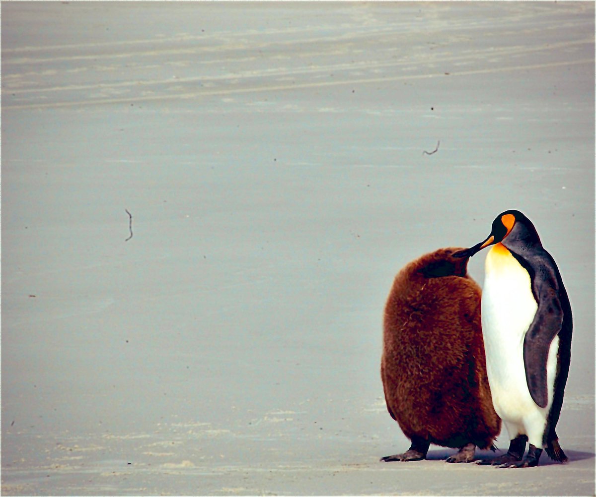 King penguin and chick, Saunders Island, Falkland Islands