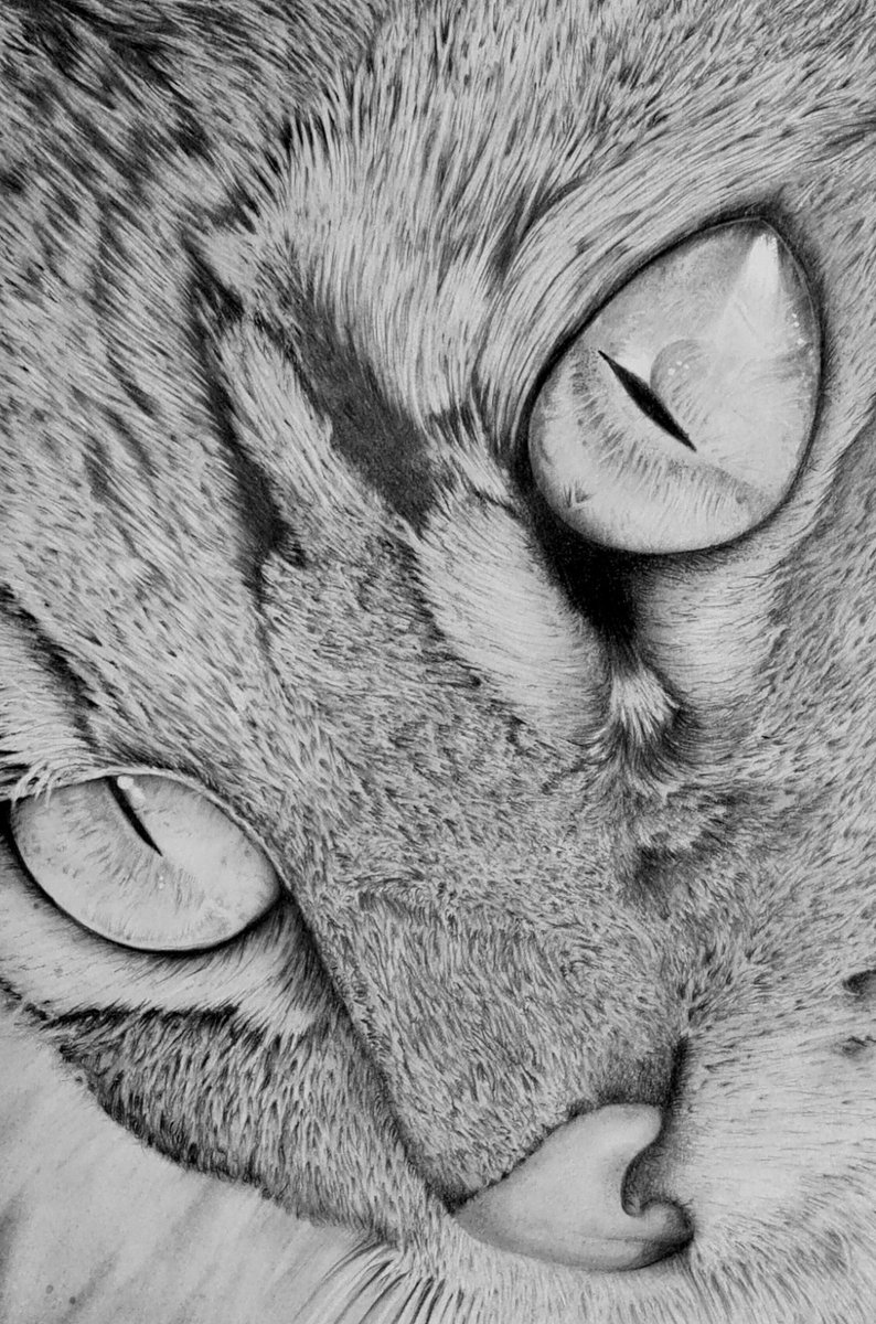 artauniverse's tweet photo. Cat Draw  

#CAT2023 #animals #draw #PictureOfTheDay #artwork #Artchivist #AIart #AIArtwork #realism #hyperrealism #eyes #Animal #animaldraw #traditionalart https://t.co/ctIqXKG52t