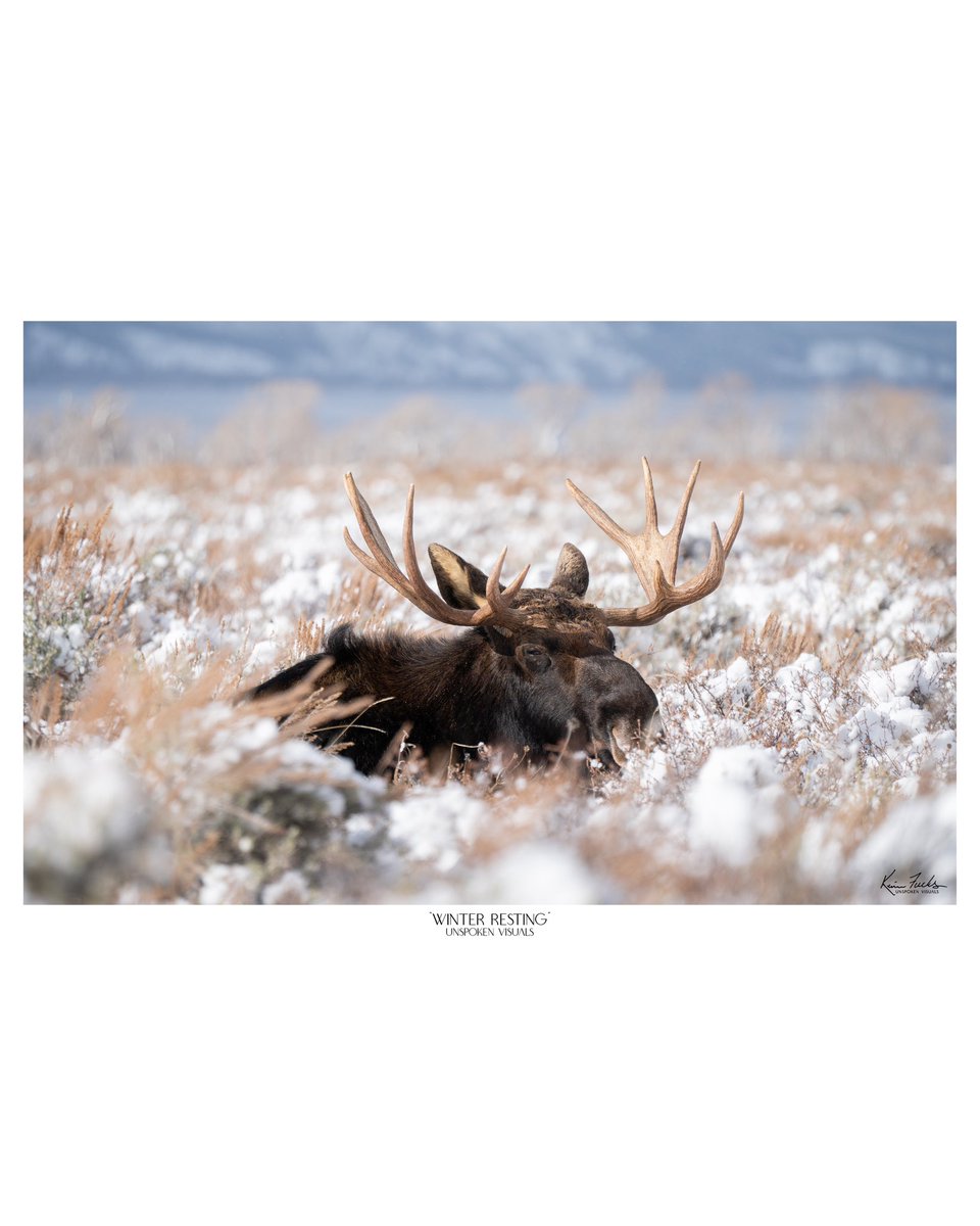 Winter Resting

instagram.com/unspoken__visu…

#moose #bullmoose #unspokenvisuals #grandtetonnationalpark #wyoming #wildlifephotography #sonyalpha #sonywildlife #seejacksonhole #nuts_about_wildlife #your_wildlife_ #antlers #wildlife #natgeoyourshot #animallovers #explore #photography