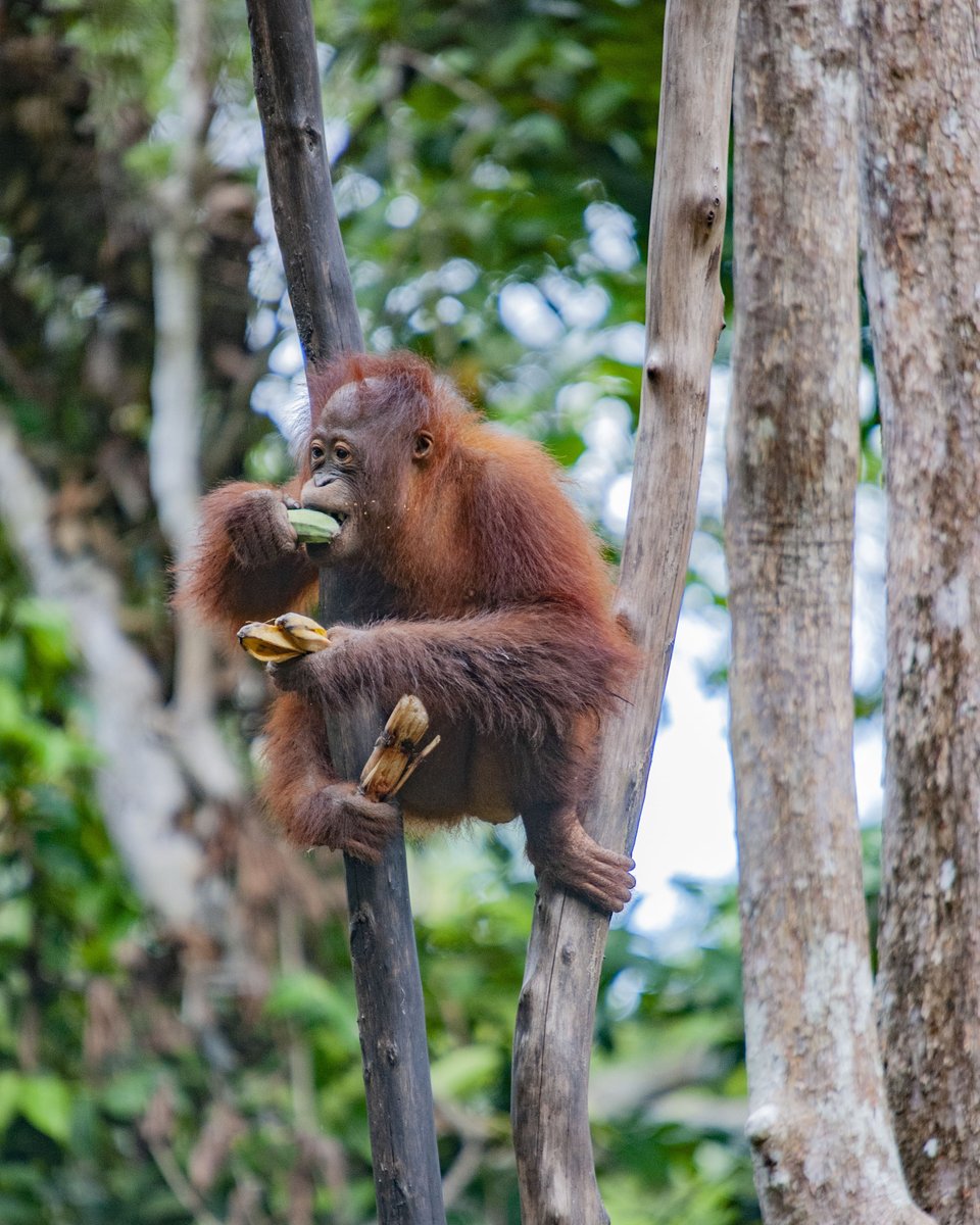 Health In Harmony not only works alongside Indigenous Peoples and local communities in Indonesia, but technically alongside orangutans, too. These intelligent great apes dwell in the forests that we work to protect and replant! #localcommunities #orangutans #indonesia